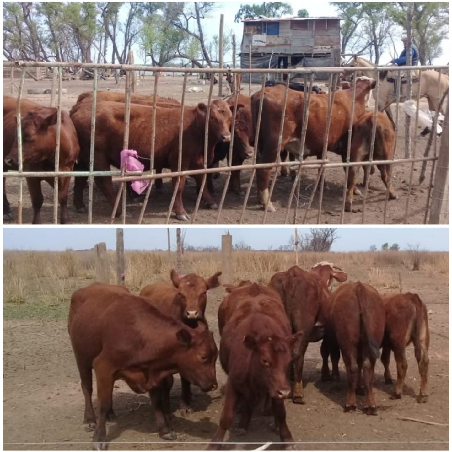 PARTE DE PRENSA: DIRECCION GENERAL DE SEGURIDAD RURAL “LOS PUMAS”