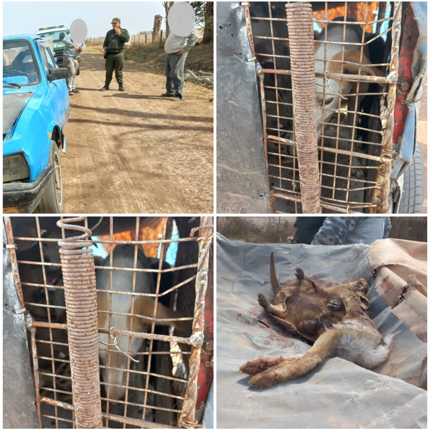 PARTE DE PRENSA: DIRECCION GENERAL DE SEGURIDAD RURAL “LOS PUMAS”