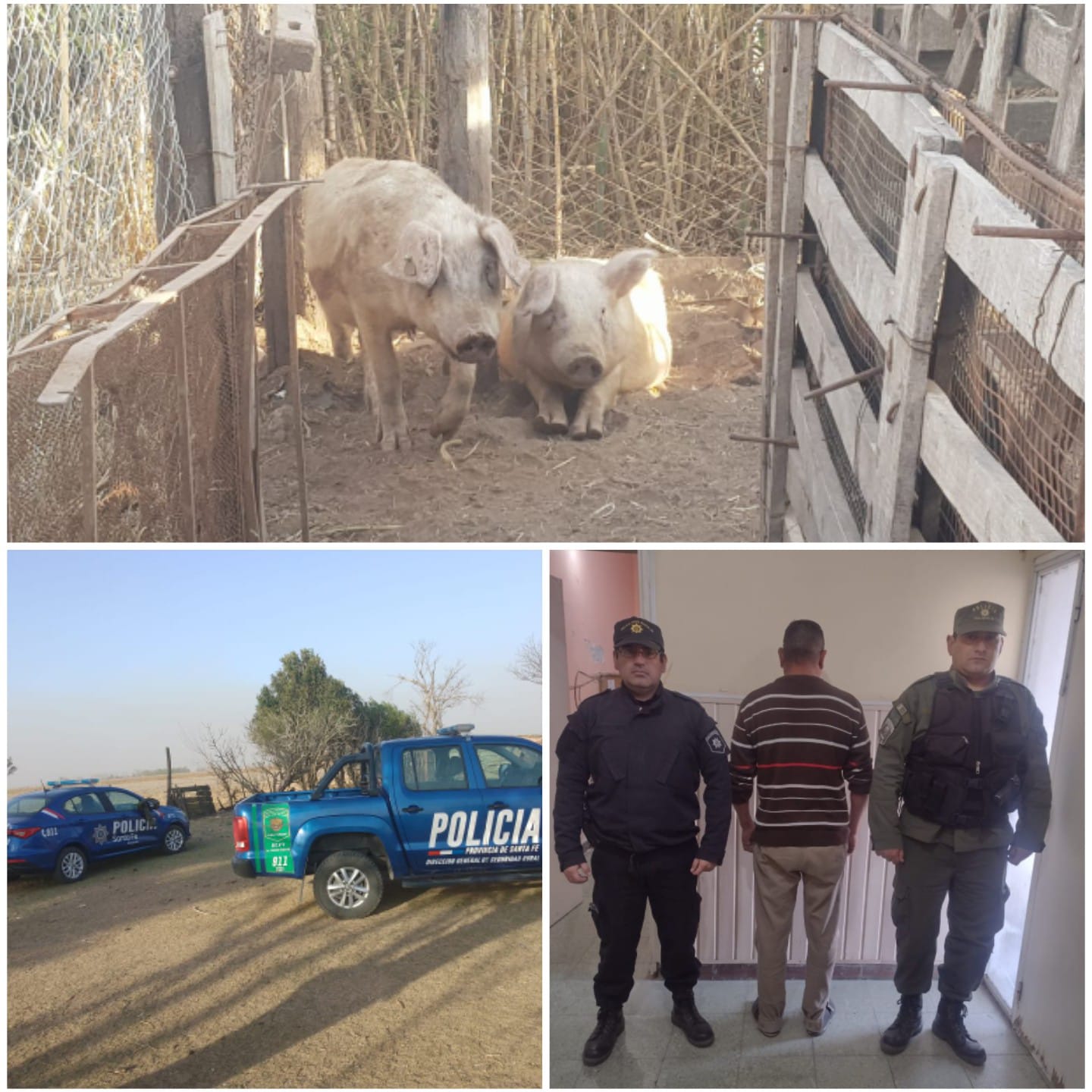 PARTE DE PRENSA: DIRECCION GENERAL DE SEGURIDAD RURAL “LOS PUMAS”