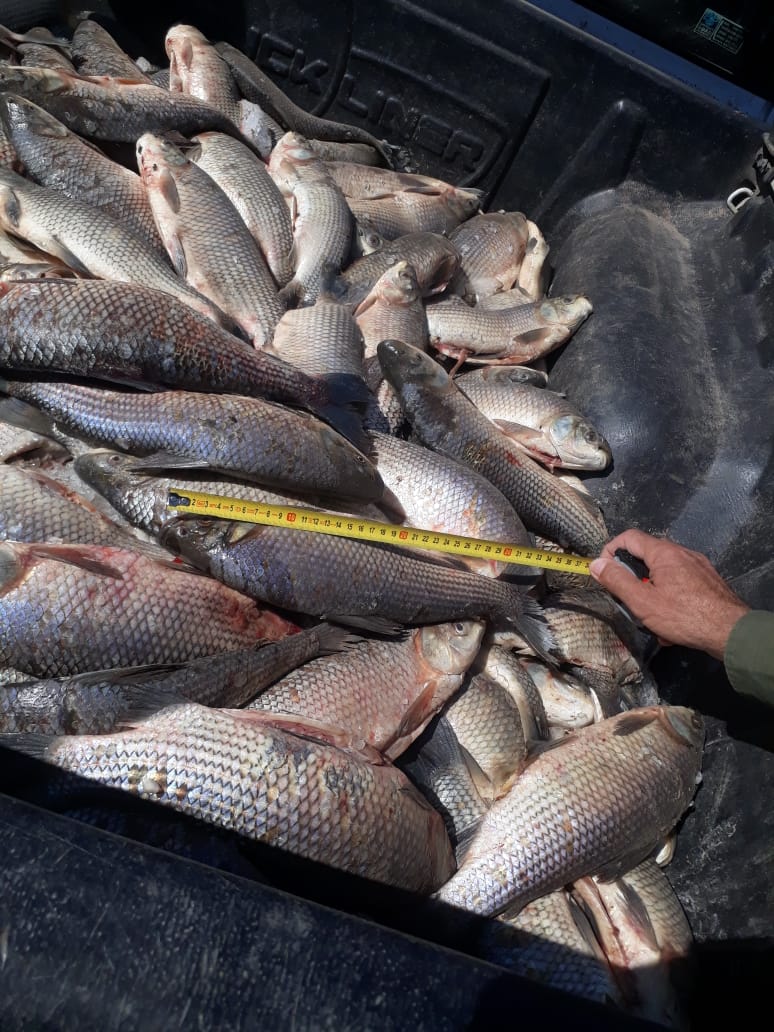 PARTE DE PRENSA: DIRECCION GENERAL DE SEGURIDAD RURAL “LOS PUMAS