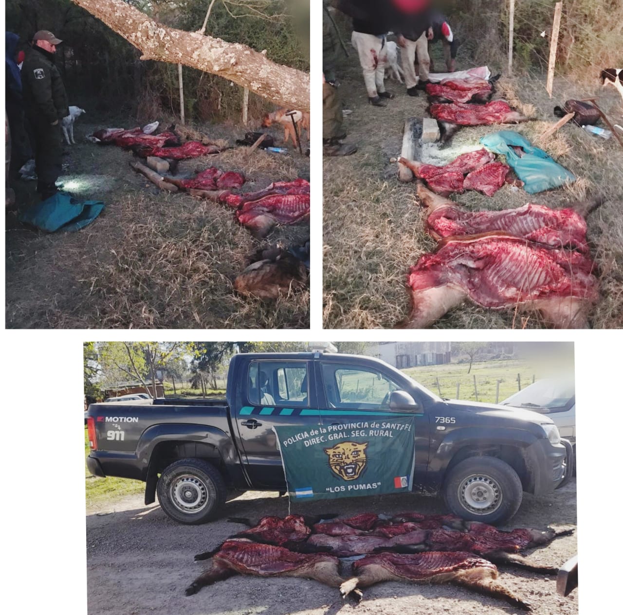 PARTE DE PRENSA:DIRECCION GENERAL DE SEGURIDAD RURAL “LOS PUMAS”.