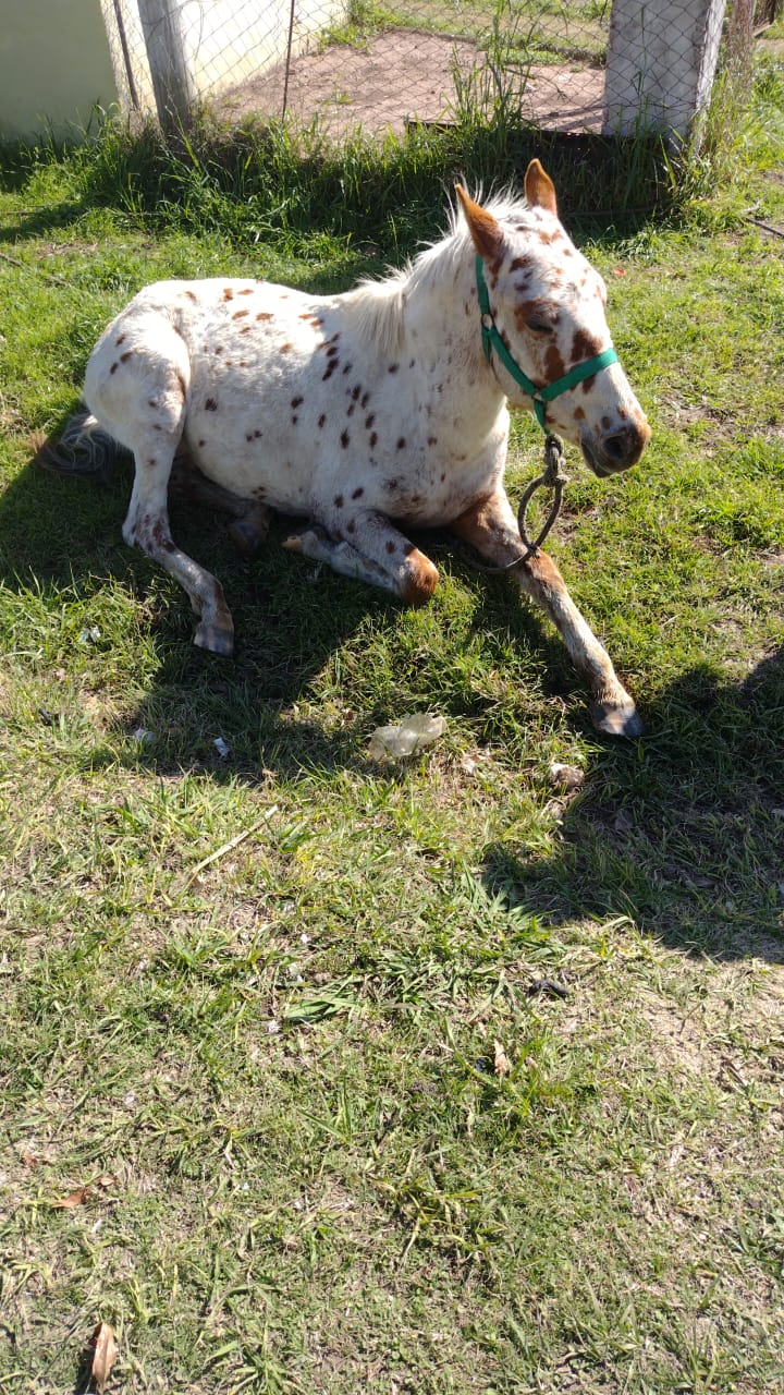 PARTE DE PRENSA: GUARDIA RURAL LOS PUMAS