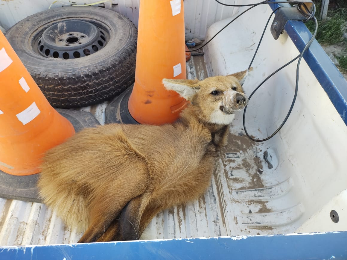 PARTE DE PRENSA: DIRECCION GENERAL DE SEGURIDAD RURAL “LOS PUMAS”