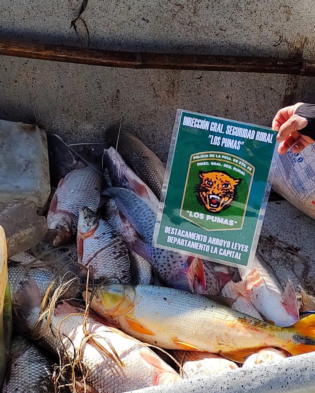 PARTE DE PRENSA: DIRECCION GENERAL DE SEGURIDAD RURAL “LOS PUMAS”