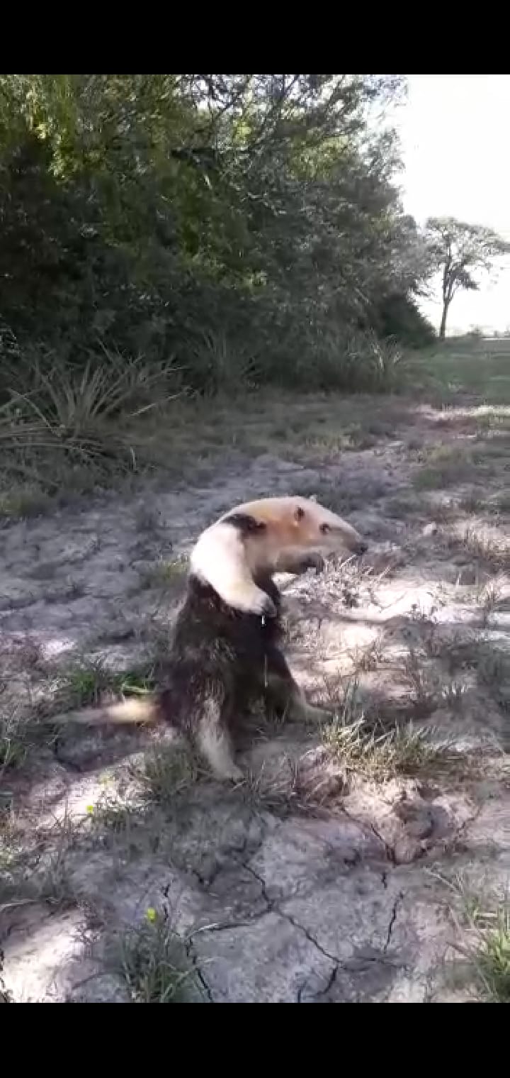 LA SARITA:GUARDA FAUNAS ENCONTRO UN OSO HORMIGUERO