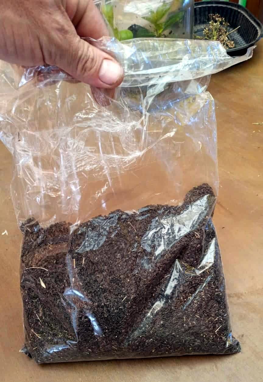 PRIMERA PRODUCCIÓN DE SEMILLAS DE HUERTA