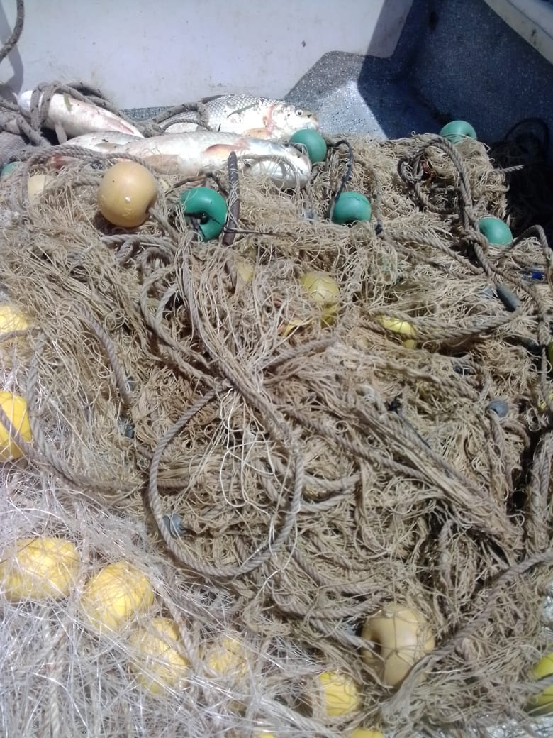 PARTE DE PRENSA: DIRECCION GENERAL DE SEGURIDAD RURAL “LOS PUMAS”