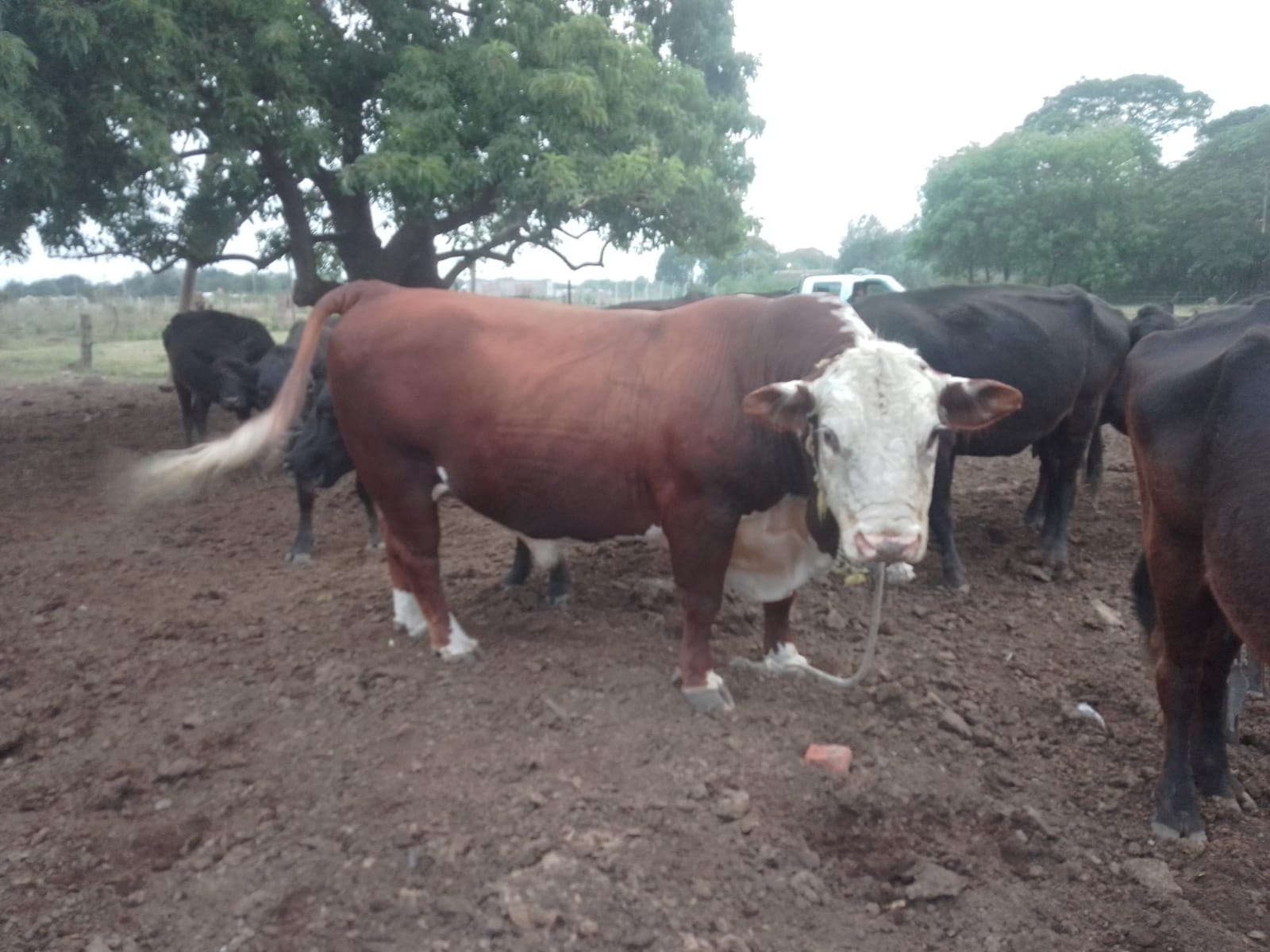 PARTE DE PRENSA: DIRECCION GENERAL DE SEGURIDAD RURAL ” LOS PUMAS “