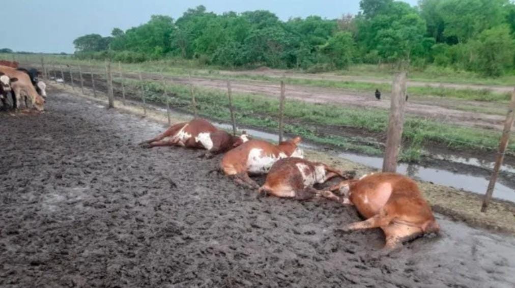 FORMOSA: Un rayo mató a 65 terneros en un corral