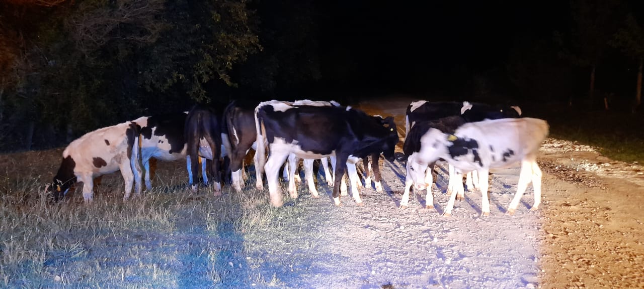 PARTE DE PRENSA: DIRECCION GENERAL DE SEGURIDAD RURAL “LOS PUMAS”