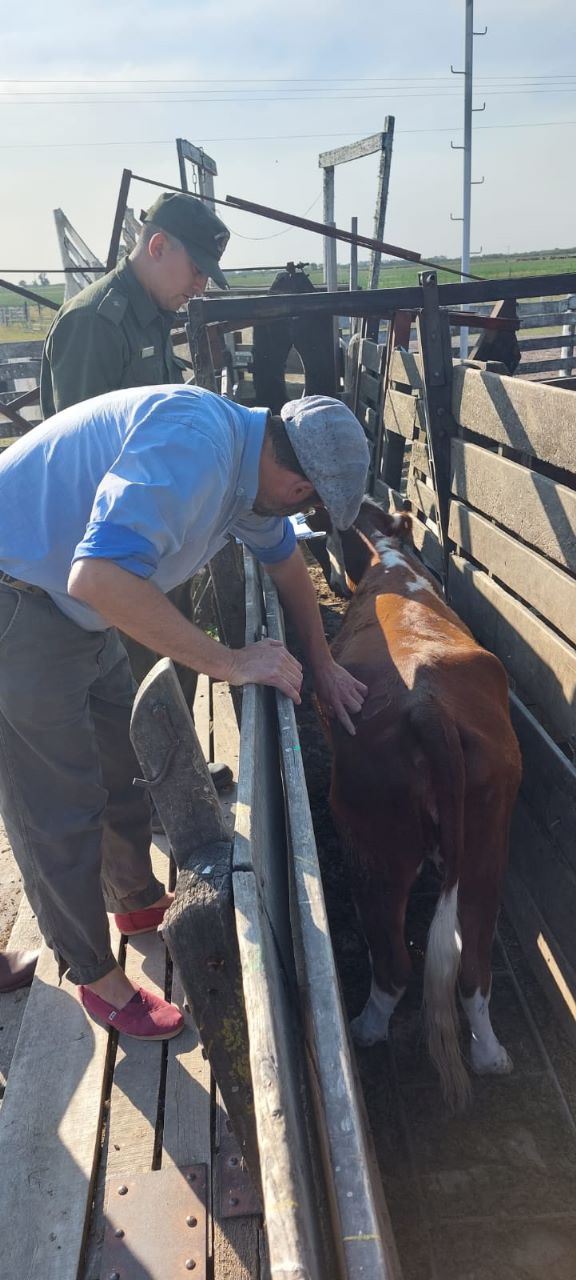 PARTE DE PRENSA: DIRECCION GENERAL DE SEGURIDAD RURAL “LOS PUMAS”