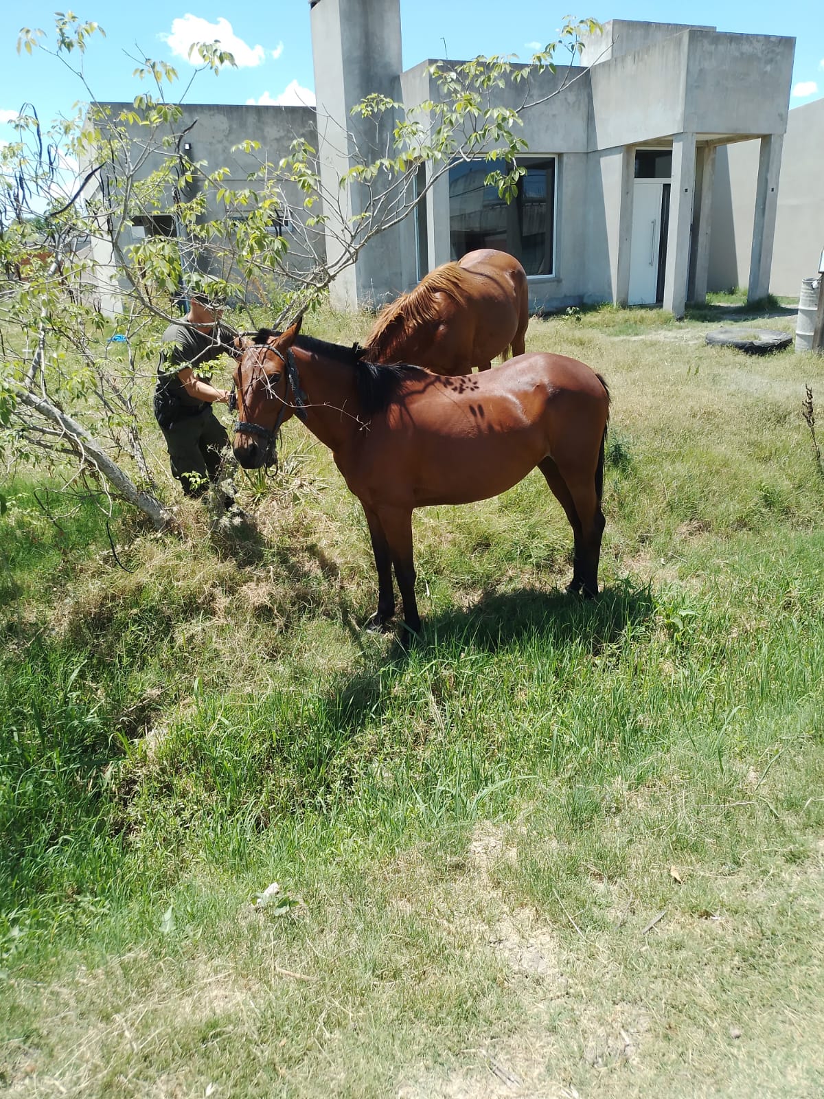 PARTE DE PRENSA: DIRECCION GENERAL DE SEGURIDAD RURAL “LOS PUMAS”
