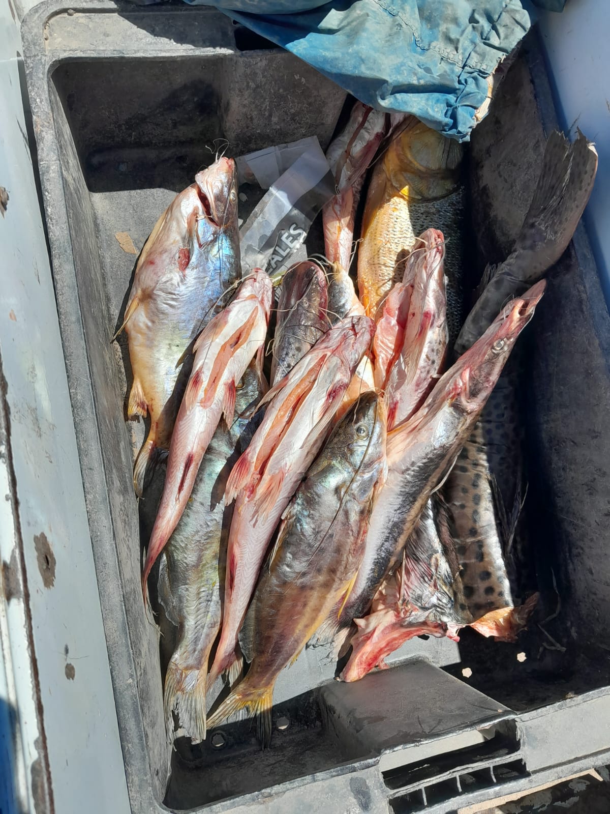 PARTE DE PRENSA: DIRECCION GENERAL DE SEGURIDAD RURAL “LOS PUMAS”