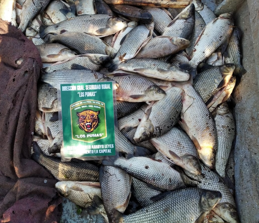 PARTE DE PRENSA: DIRECCION GENERAL DE SEGURIDAD RURAL “LOS PUMAS”