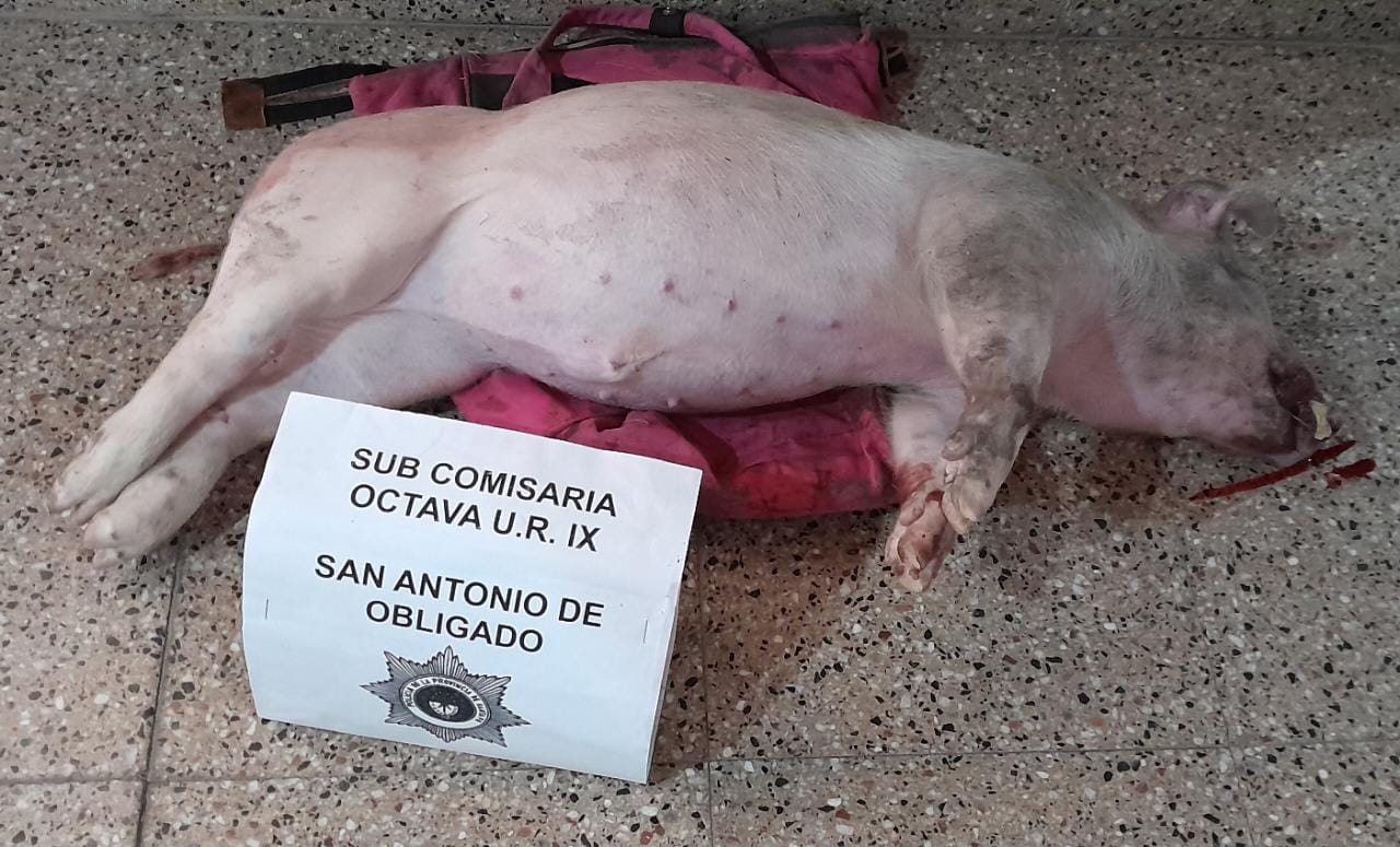 SAN ANTONIO DE OBLIGADO: “HURTO DE GANADO MENOR”