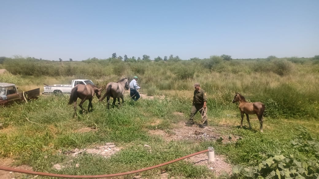 PARTE DE PRENSA: DIRECCION GENERAL DE SEGURIDAD RURAL “LOS PUMAS”