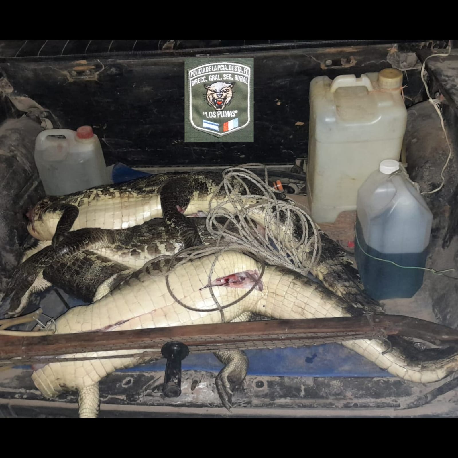 PARTE DE PRENSA: DIRECCION GENERAL DE SEGURIDAD RURAL “LOS PUMAS”