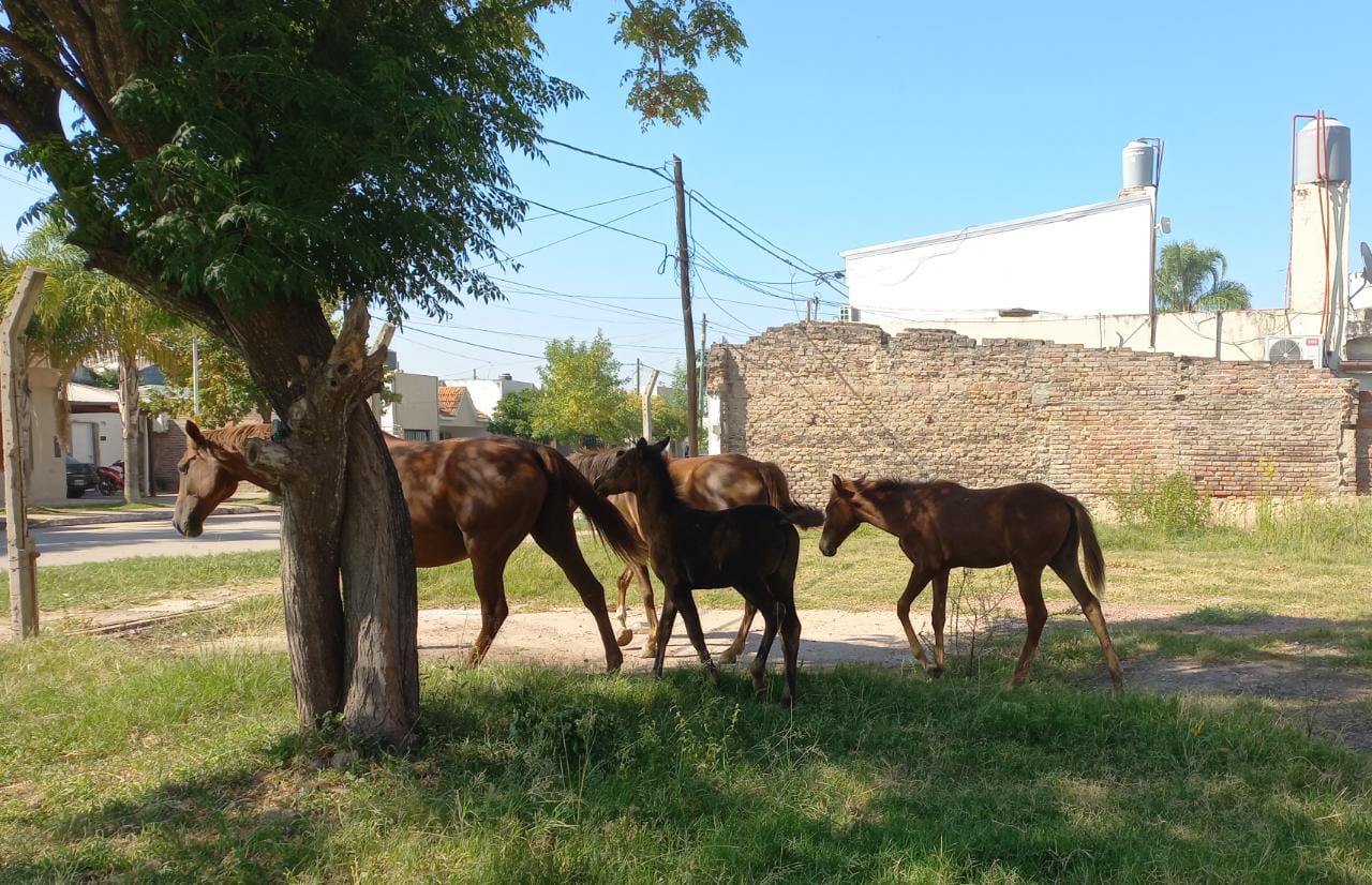 PARTE DE PRENSA: DIRECCION GENERAL DE SEGURIDAD RURAL “LOS PUMAS”