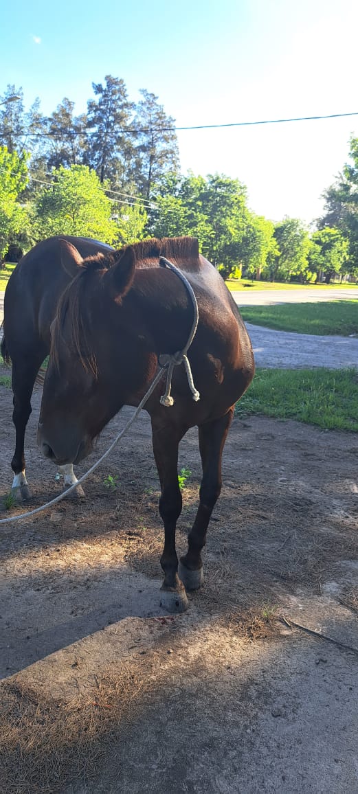 AVELLANEDA: SINIESTRO VIAL