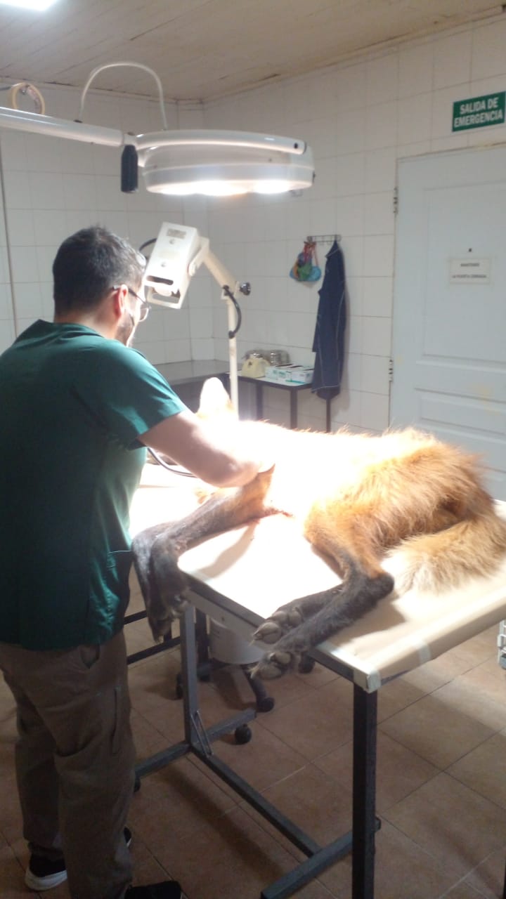 PARTE DE PRENSA: DIRECCION GENERAL DE SEGURIDAD RURAL “LOS PUMAS”