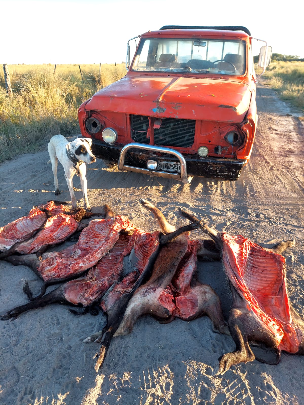 PARTE DE PRENSA: DIRECCION GENERAL DE SEGURIDAD RURAL “LOS PUMAS”