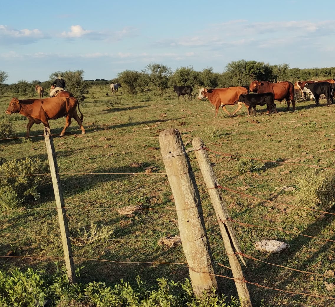 PARTE DE PRENSA: DIRECCION GENERAL DE SEGURIDAD RURAL “LOS PUMAS”