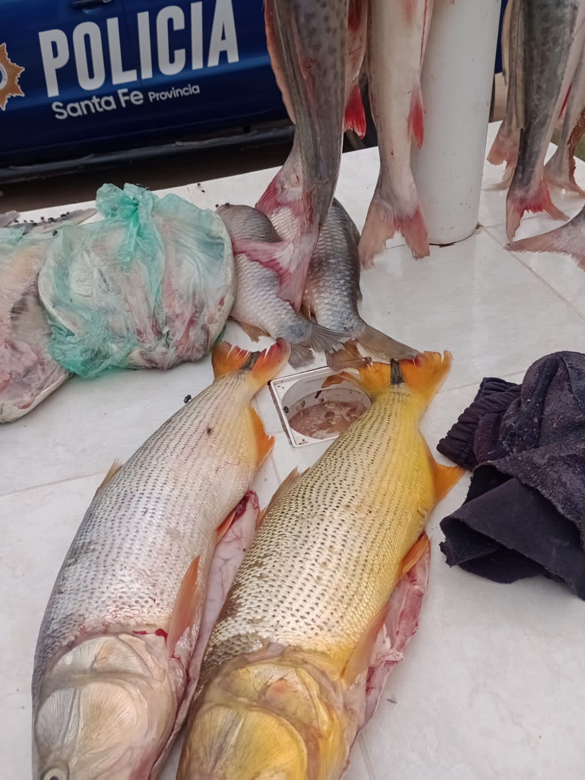 PARTE DE PRENSA: DIRECCION GENERAL DE SEGURIDAD RURAL “LOS PUMAS”