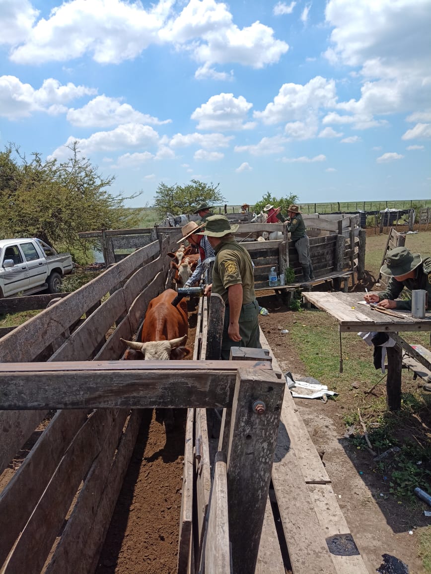 PARTE DE PRENSA: DIRECCION GENERAL DE SEGURIDAD RURAL “LOS PUMAS”