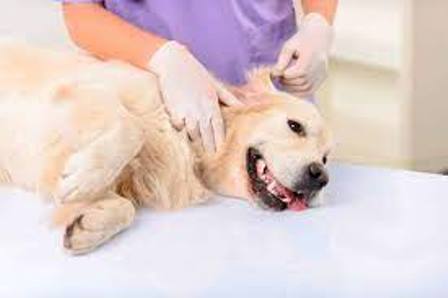 CONCURSO DE PRECIOS PARA LA REALIZACIÓN DE 700 CASTRACIONES