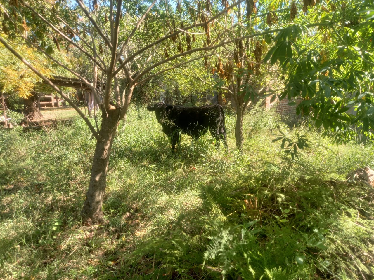 PARTE DE PRENSA: DIRECCION GENERAL DE SEGURIDAD RURAL “LOS PUMAS”