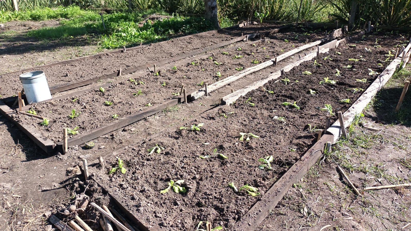 COMENZÓ LA SEGUNDA CAMPAÑA DEL SEMILLERO DE BUENA GENÉTICA
