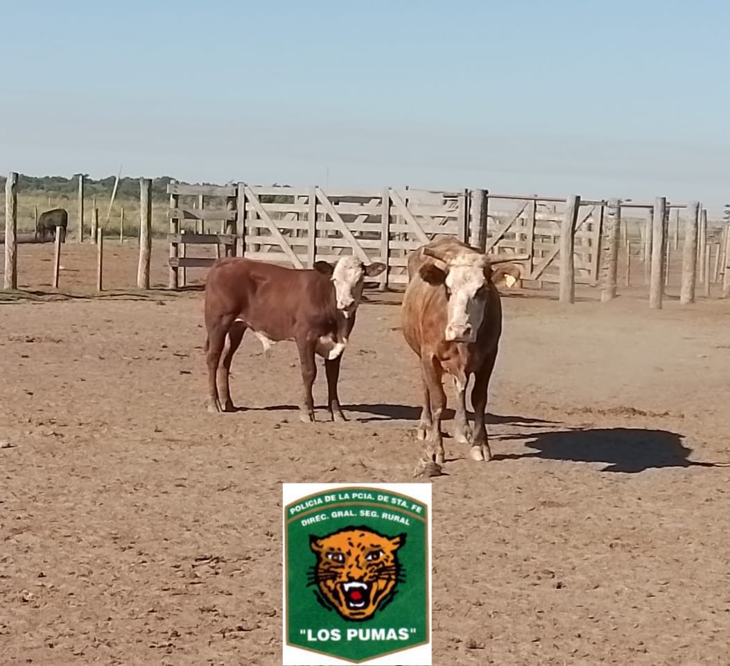 PARTE DE PRENSA: DIRECCION GENERAL DE SEGURIDAD RURAL “LOS PUMAS”