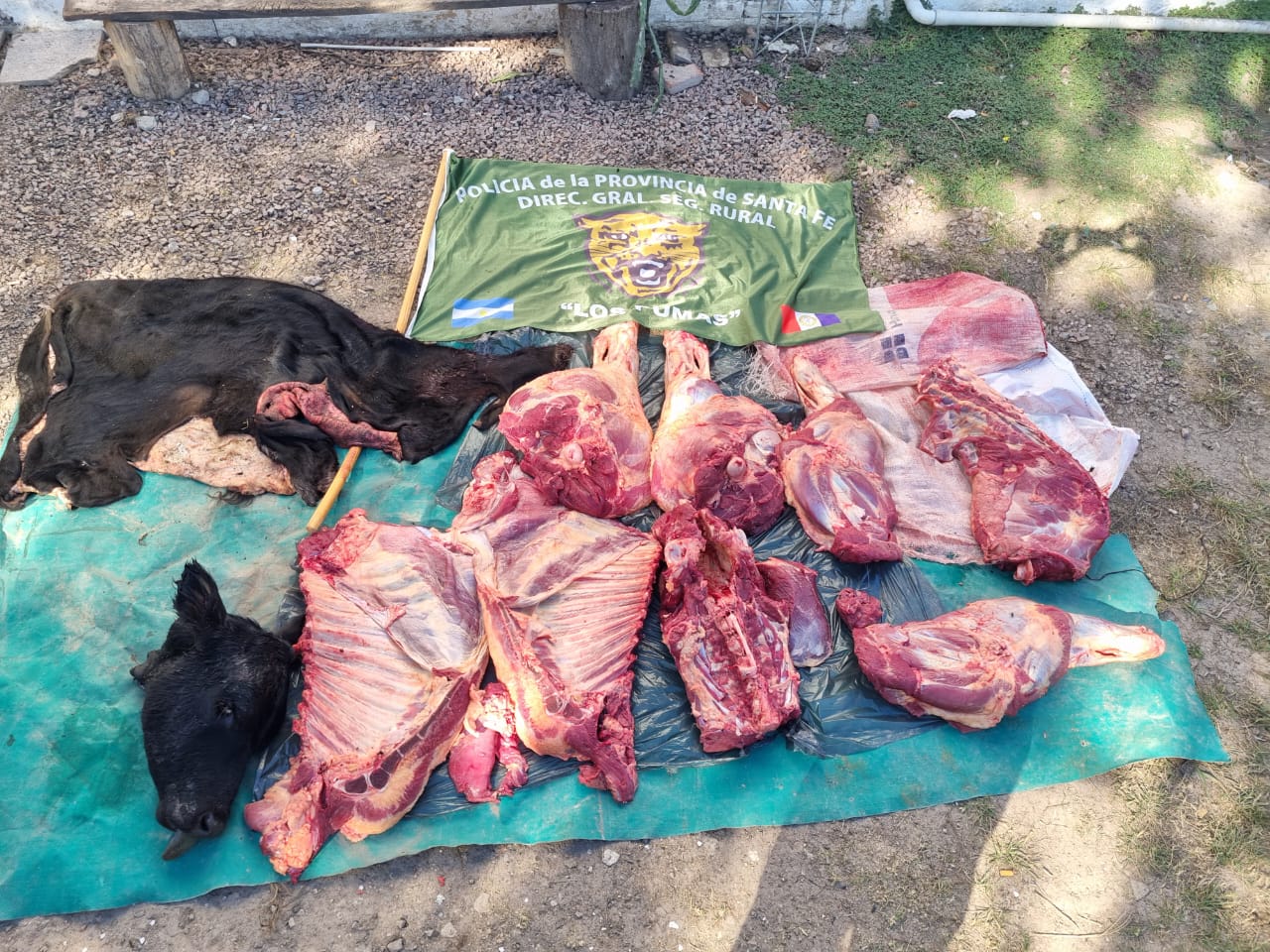 PARTE DE PRENSA:DIRECCION GENERAL DE SEGURIDAD RURAL “LOS PUMAS”