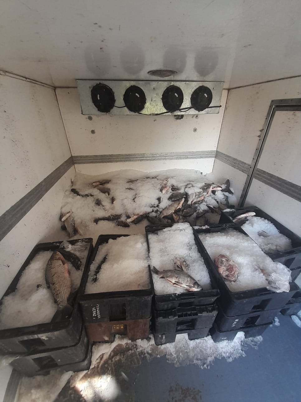 PARTE DE PRENSA: DIRECCION GENERAL DE SEGURIDAD RURAL “LOS PUMAS”