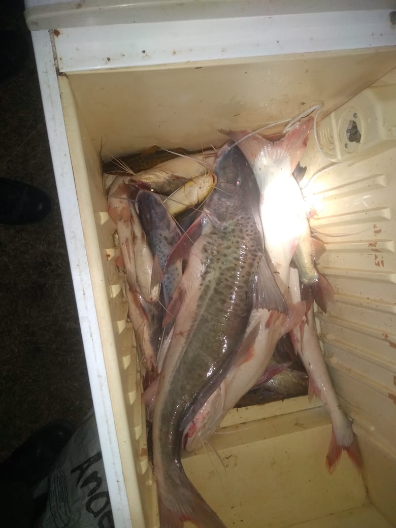 PARTE DE PRENSA: DIRECCION GENERAL DE SEGURIDAD RURAL “LOS PUMAS”