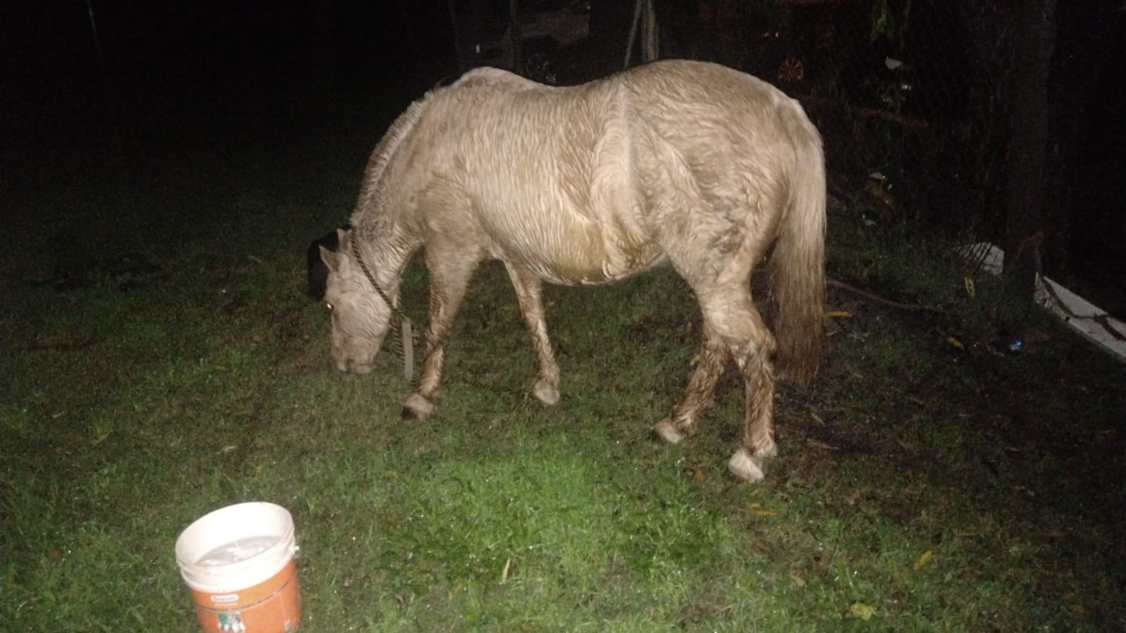 PARTE DE PRENSA: DIRECCION GENERAL DE SEGURIDAD RURAL “LOS PUMAS”