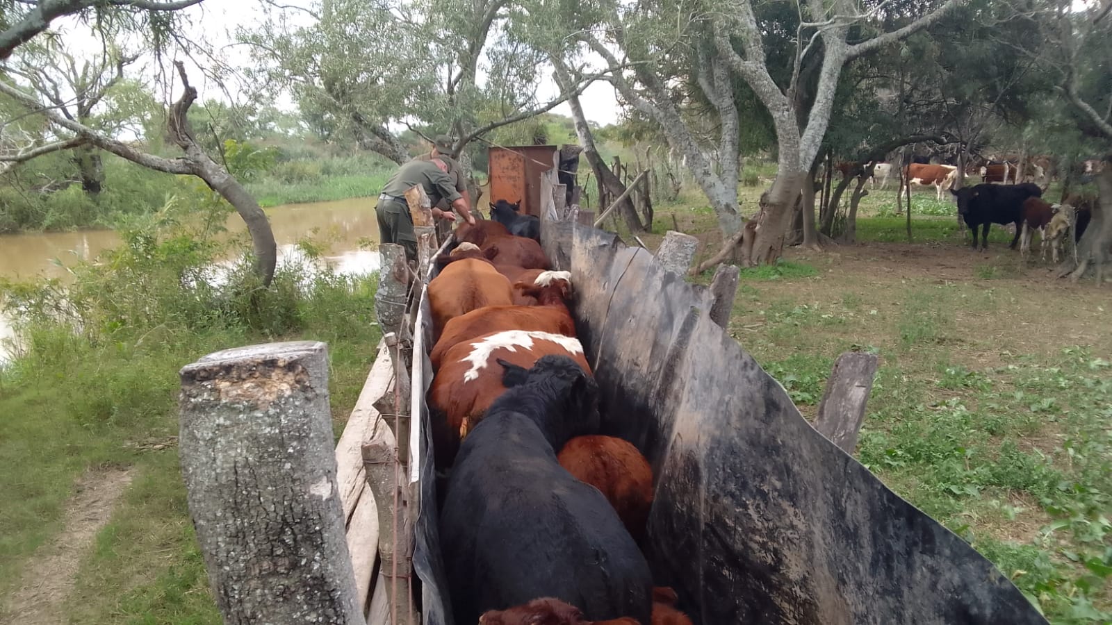 PARTE DE PRENSA: DIRECCION GENERAL DE SEGURIDAD RURAL “LOS PUMAS”