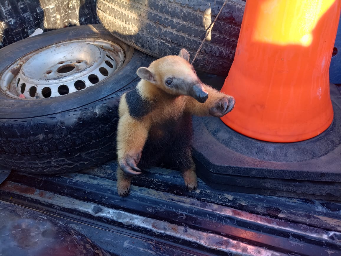 Rescate y liberación de un “Oso Melero o Caguaré” por parte de la “Guardia Rural Los Pumas”