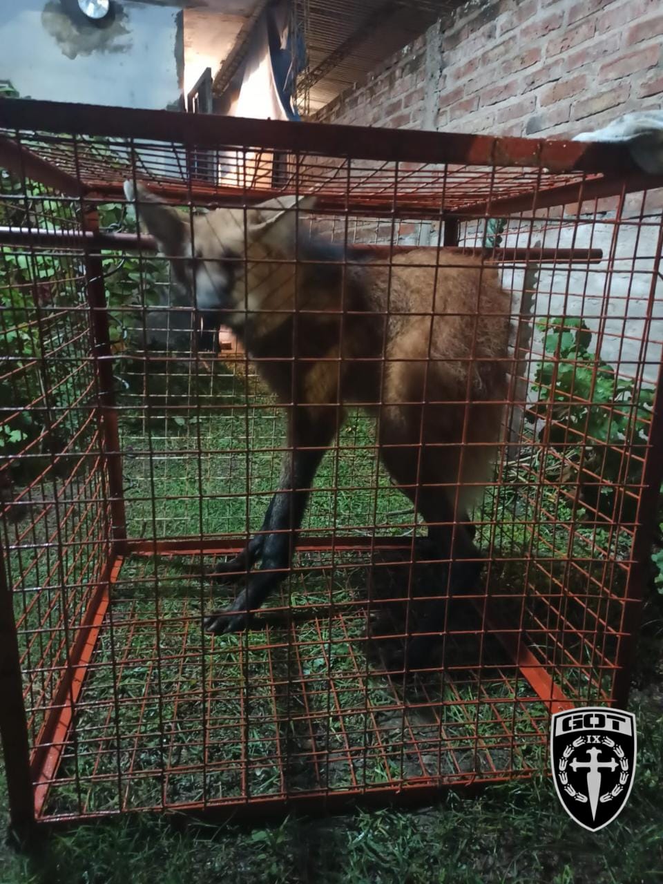 RECONQUISTA: Guardafauna Municipal capturo un AGUARA GUAZU que luego fue devuelto a su hábitat