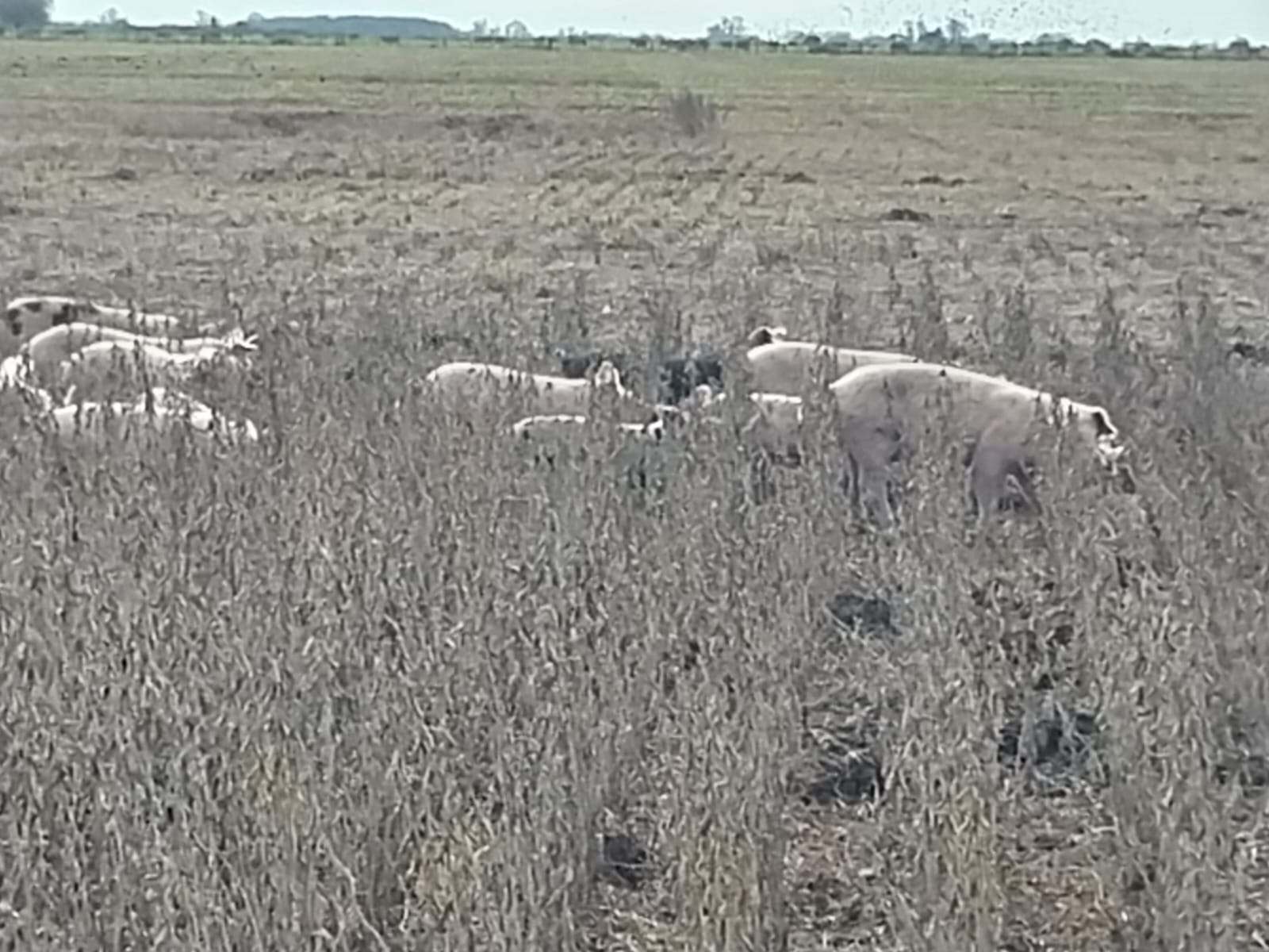 PARTE DE PRENSA: DIRECCION GENERAL DE SEGURIDAD RURAL “LOS PUMAS”