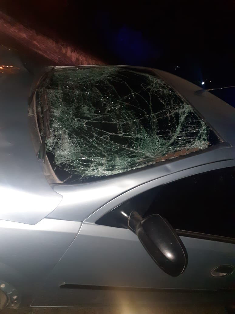 VILLA OCAMPO: UN AUTOMÓVIL ATROPELLO  A UN TORO