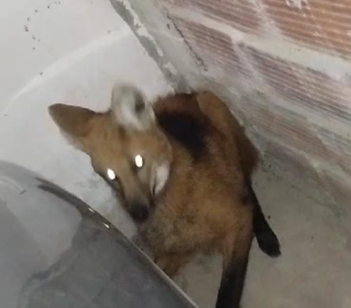 LA SARITA: LIBERARON UN ANIMAL EN EXTINCIÓN