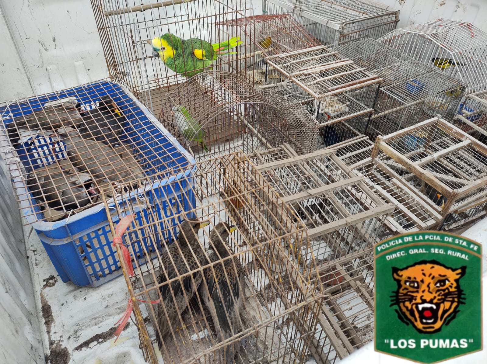 PARTE DE PRENSA: DIRECCION GENERAL DE SEGURIDAD RURAL “LOS PUMAS”