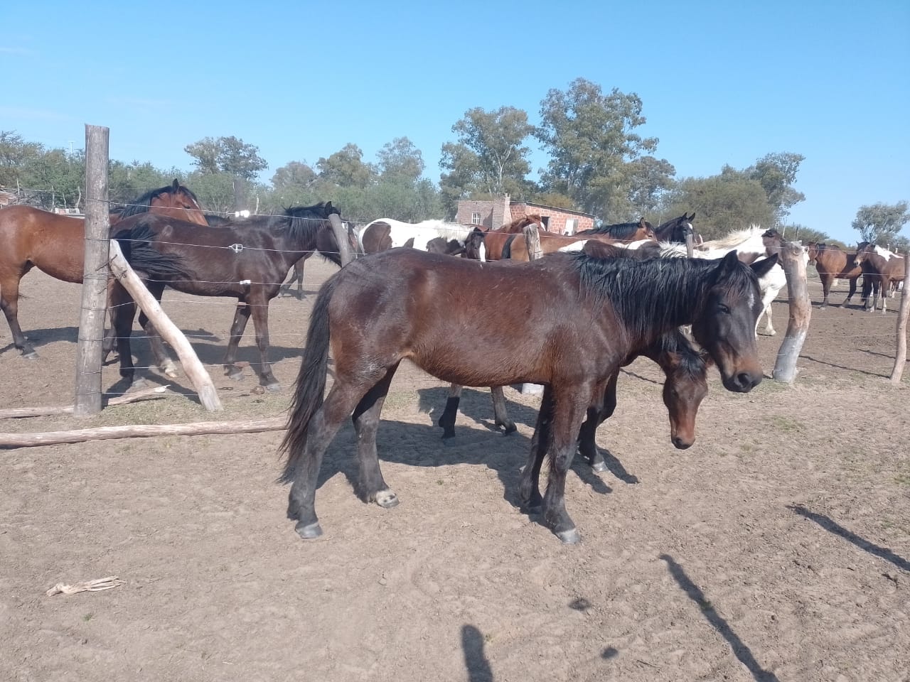 PARTE DE PRENSA: DIRECCION GENERAL DE SEGURIDAD RURAL “LOS PUMAS”