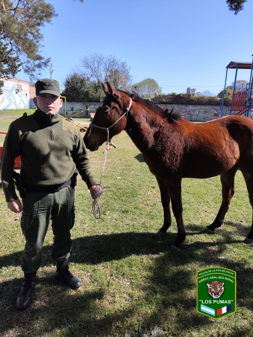 PARTE DE PRENSA:DIRECCION GENERAL DE SEGURIDAD RURAL “LOS PUMAS”