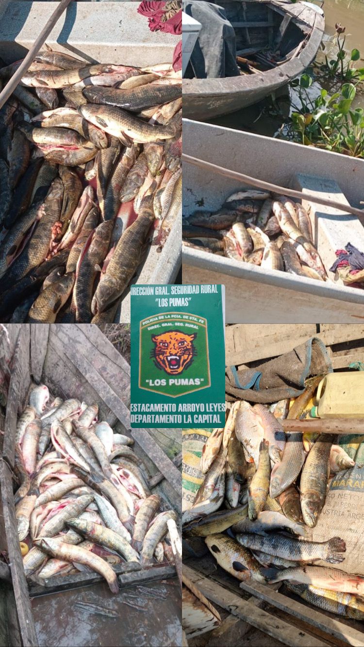 PARTE DE PRENSA: DIRECCION GENERAL DE SEGURIDAD RURAL “LOS PUMAS”