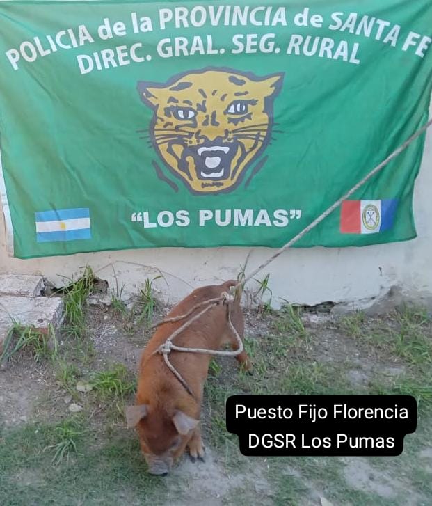 Los Pumas de Florencia, realizaron allanamientos con resultados positivos para el esclarecimiento de un ABIGEATO DE GANADO MENOR.
