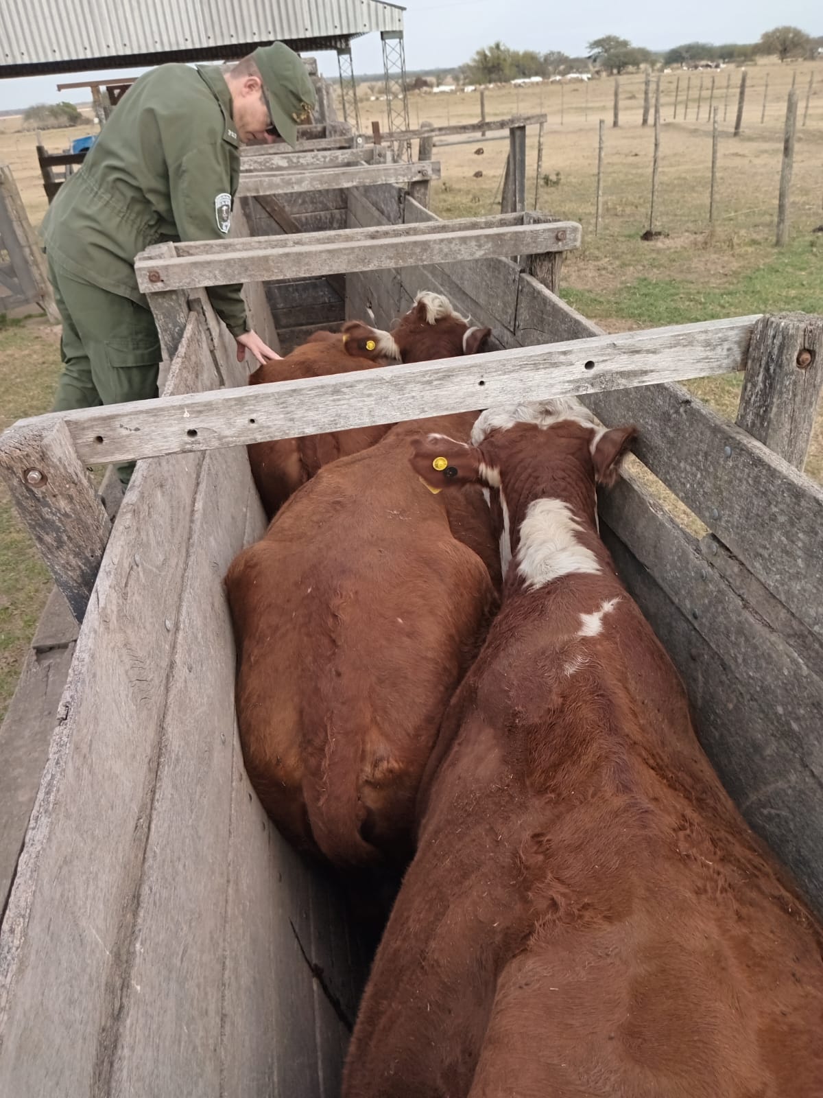 PARTE DE PRENSA: DIRECCION GENERAL DE SEGURIDAD RURAL “LOS PUMAS”