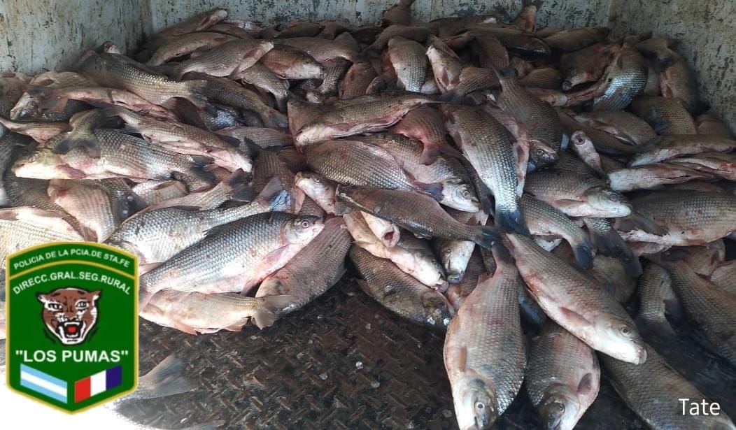 PARTE DE PRENSA: DIRECCION GENERAL DE SEGURIDAD RURAL “LOS PUMAS”