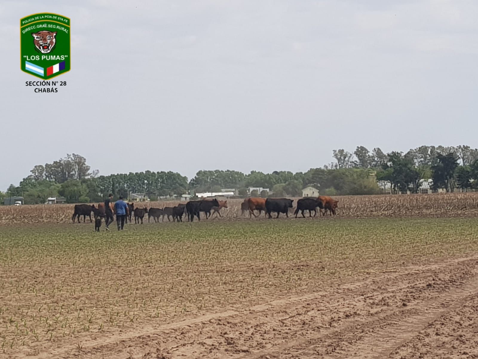 D.G.S.R. “Los Pumas” de las localidades de Florencia, Villa Constitución, La Gallareta, Ceres y Arroyo Leyes labraron Acta por omisión de custodia animal.